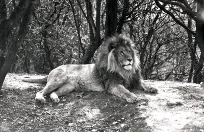 A Lion Lying Down Photographed at Whipsnade Zoo, 1935 by Frederick William Bond